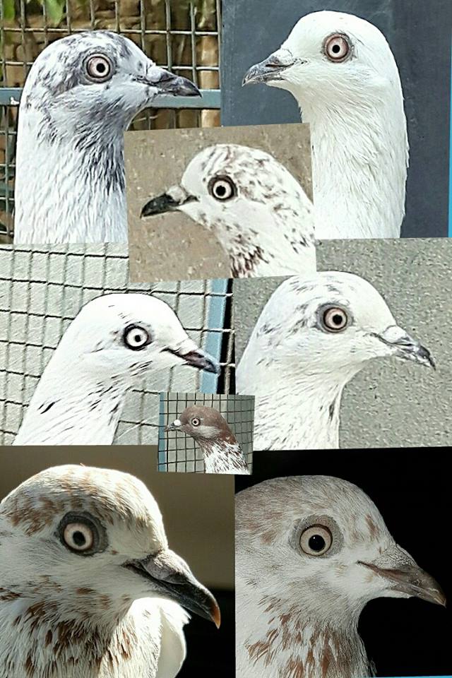 Sadaat Pigeon 